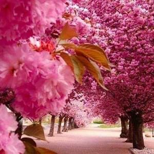 Meet your Posher, Kenya